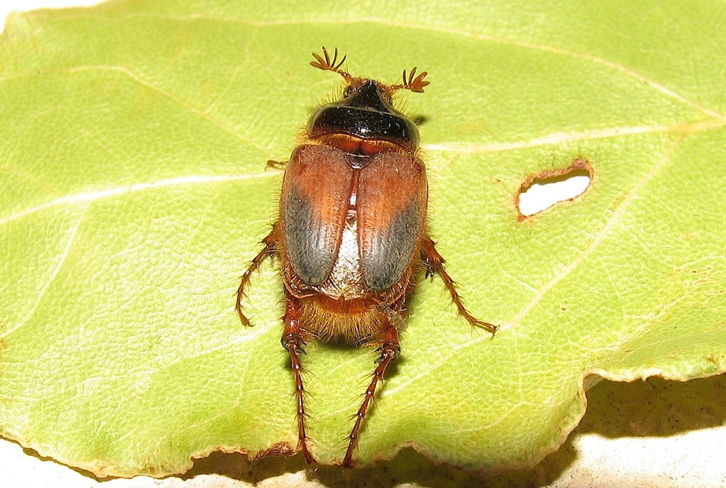 Pachypus candidae dalla Gallura